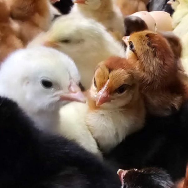 anak ayam